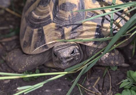 hermann hermes|Hermann’s Tortoise 101: Care, Size, Habitat & More! .